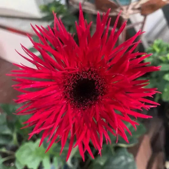 Red Gerbera Spider Daisy Seeds - Gerbera jamesonii - Vibrant Red Flowers, Easy to Grow, Garden Planting, Non-GMO, USA Grown