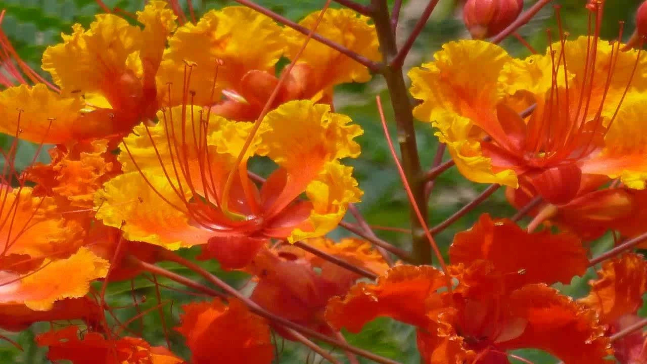 Red Bird of Paradise Seeds - 12 Pack of Caesalpinia Pulcherrima Tropical Flower Seeds for Garden, Pollinator Attracting, Drought Tolerant