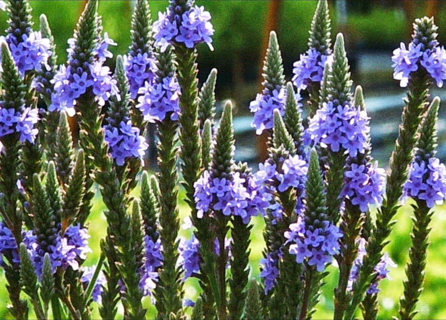 Blue Vervain Seeds - Perennial Wildflower for Herb Tea, Drought Tolerant, Verbena hastata, Purple Flowers, Native Pollinator Plant