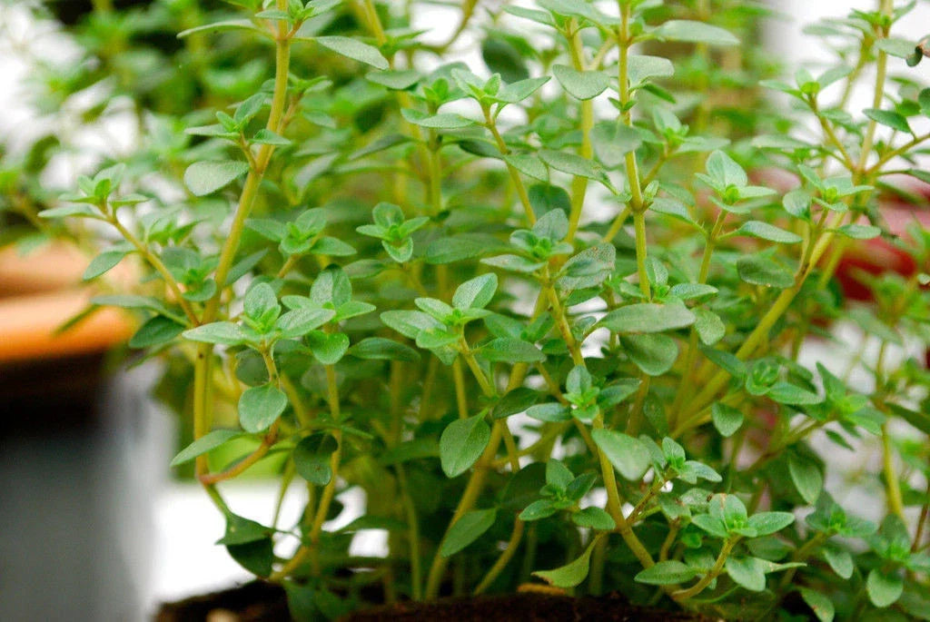 German Thyme Seeds – Thymus vulgaris Perennial Herb Pack of 320 Seeds for Culinary, Gardening & Pollinators