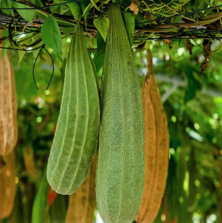 Buab Khom Angled Luffa Gourd Seeds – Ridged Gourd, Bitter Gourd, Organic, Luffa acutangula, Climbing Vine, 20 Seeds