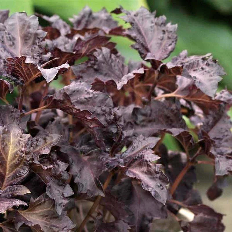 Purple Ruffles Basil Seeds - Non-GMO Herb Garden Seeds for Culinary Use - Ocimum basilicum 'Purple Ruffles'