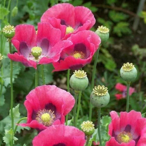 Culinary Poppy Seeds - 1000 Non-GMO Pink/Purple Papaver somniferum Seeds for Cooking & Gardening