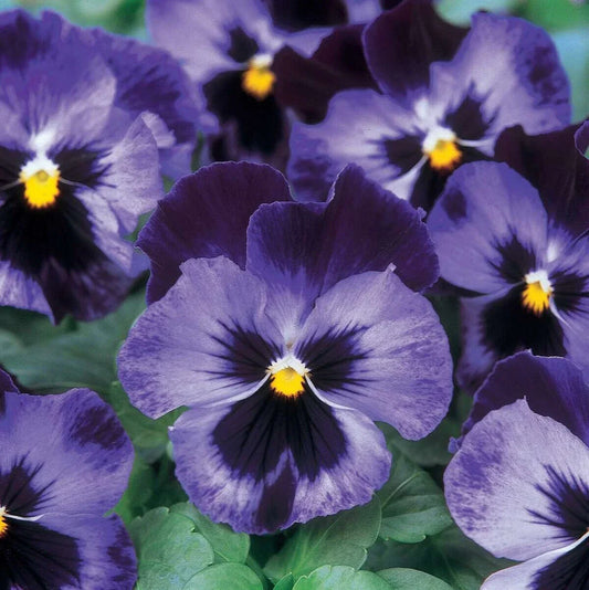 Pansy Seeds - 20+ Halloween II Viola tricolor var. hortensis Black and Purple Flowers for Garden & Container Planting
