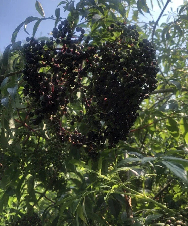 American Elderberry Cuttings 12 Unrooted Sambucus canadensis Edible Wildlife Garden Plant