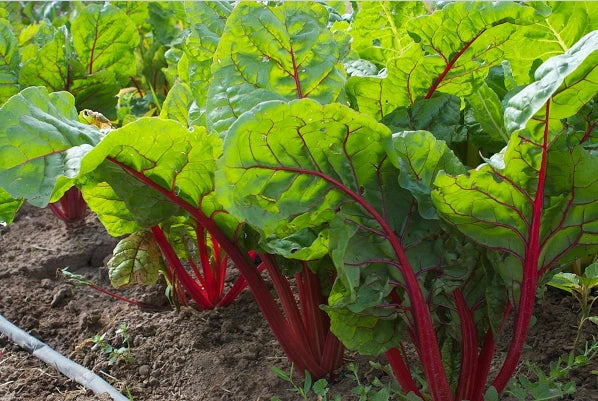 Ruby Red Swiss Chard Seeds - Heirloom Beta vulgaris, Bulk Wholesale, 25-800 Seeds, Vibrant Ruby-Red Stems & Nutrient-Dense Greens