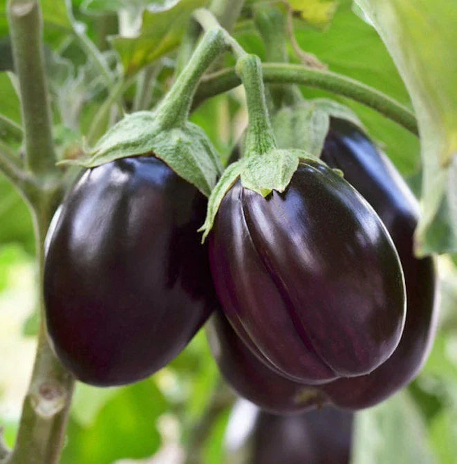 Black Beauty Eggplant Seeds | Pack of 20 | Large Purple Aubergine | Solanum melongena Vegetable Seed for Home Gardening