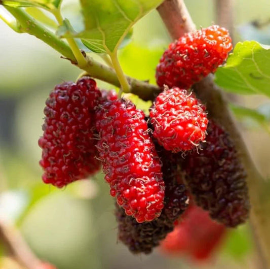 Live Red Mulberry Plant Bare Root 16-24" Morus rubra 1-2 Year Old for Garden, Orchard, Berries, Wildlife