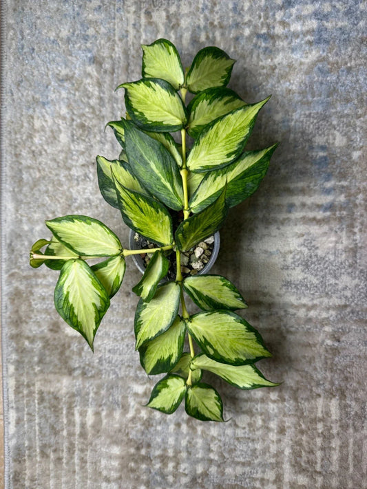 Hoya Cutting 1 Node Inner Variegated Hoya Polyneura Rare Houseplant Propagation