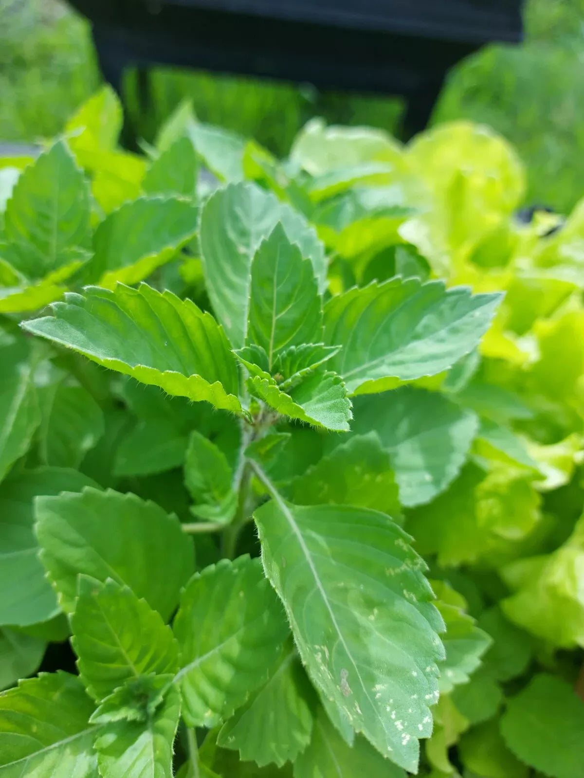 Holy Basil Seeds - Organic Green Leaf Rama Tulsi Non-GMO Ayurvedic Herb for Gardening & Medicinal Use