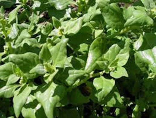 Heirloom Spinach Seeds, Non-GMO, New Zealand Variety, Tetragonia expansa, 100+ Seeds for Home Gardens