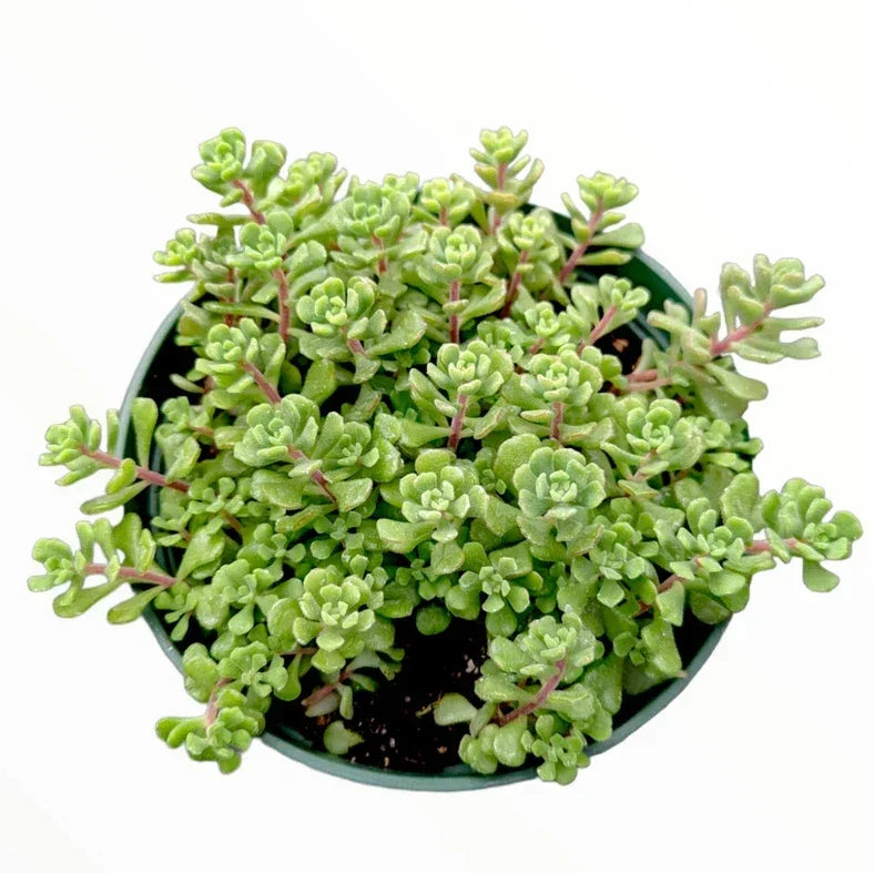 Sedum Versadense Korean Succulent Plant 2 Inch | Indoor Outdoor Drought-Resistant Greenery | Garden Decor