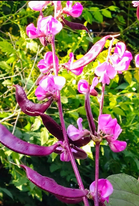 Lablab Purpureus Seeds - Purple Moon Hyacinth Bean Climbing Vine - Edible & Ornamental Plant - 15+ Seeds