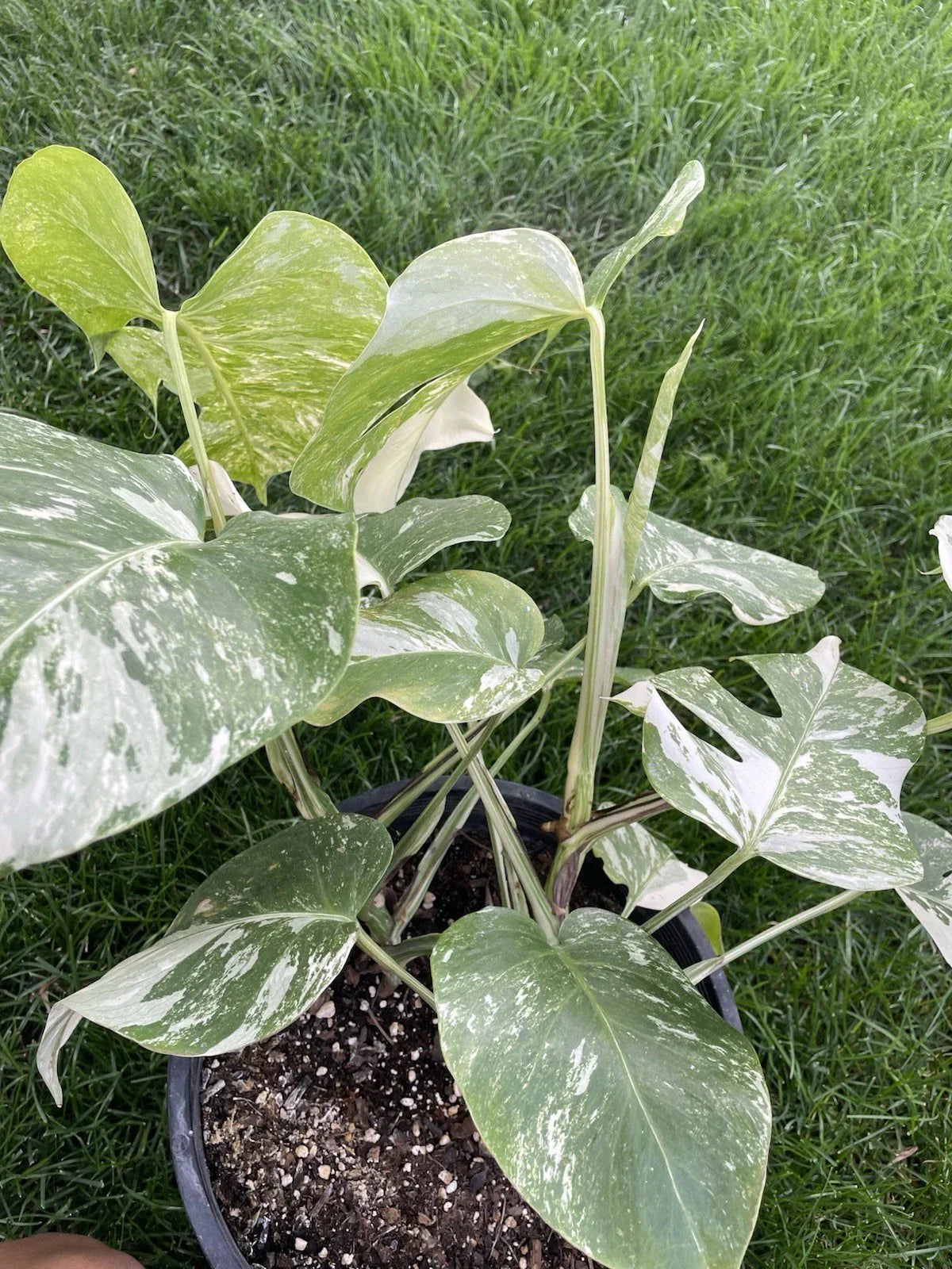 Variegated Monstera Plant 4-Inch Pot, Monstera Deliciosa Variegata, Tropical Indoor Houseplant, White and Green Foliage