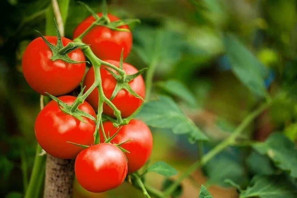 Red Cherry Tomato Seeds - 100 Organic Non-GMO Heirloom Solanum lycopersicum for Home Garden, Container, and Backyard Cultivation