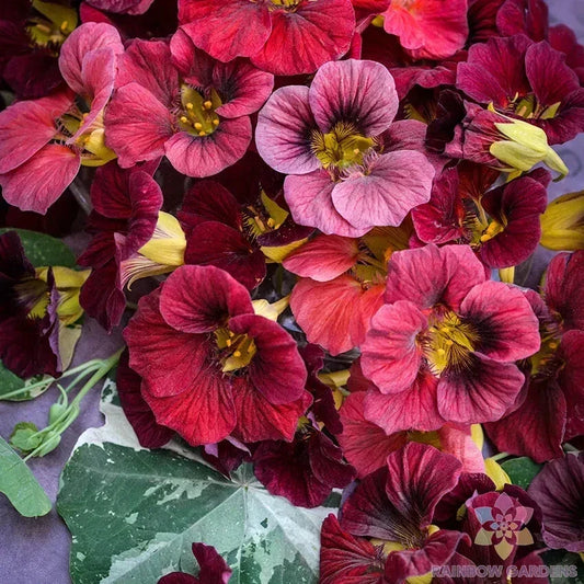 Nasturtium Seeds - Alaska Red Shades Pack of 50+ - Tropaeolum majus - Edible Flowers, Garden Planting, Annual, Easy Grow