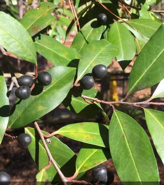 Cherry Laurel Tree Seeds - 20+ Prunus caroliniana - Carolina Cherry Laurel for Landscaping and Privacy Screens