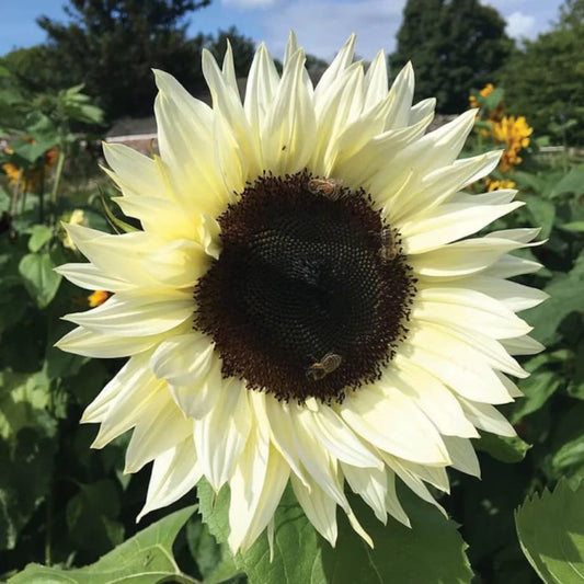 Italian White Sunflower Seeds 25 Pack - Helianthus annuus Non-GMO Flower Seeds for Garden, Cut Flowers & Pollinator Attraction