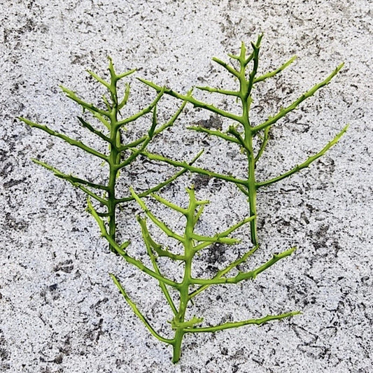 Pencil Cactus Unrooted Cutting - Euphorbia Tirucalli - Succulent for Propagation and Indoor Gardening