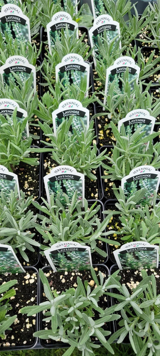 Lavender Plant 4-Inch Pot | Lavandula x intermedia | Fragrant, Healthy, Well-Rooted Indoor or Garden Herb