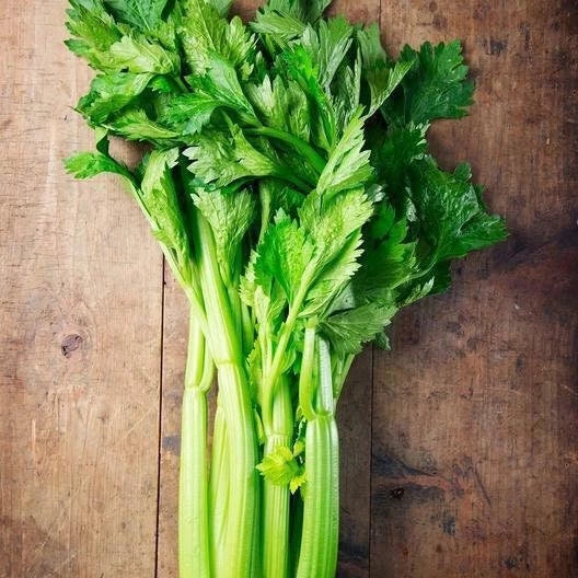 Utah Celery Seeds - Non-GMO Heirloom Organic Seeds for Home Gardens, Apium graveolens, Tall Upright Stalks, 200 Seeds