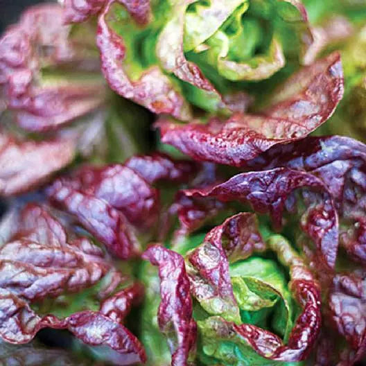 Marvel of Four Seasons Lettuce Seeds - Non-GMO, Heirloom, Loose-Leaf, Lactuca sativa, 600 Seeds for Home Gardening