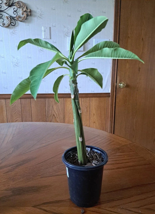 Live Plumeria Plant 15" White Frangipani Tropical Flowering Garden Indoor Outdoor (Plumeria spp.)