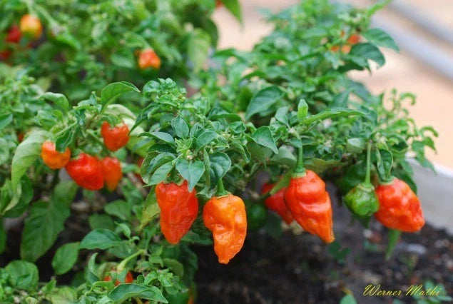 Ghost Pepper Seeds - Bhut Jolokia Capsicum chinense - World's Hottest Chili with 1,000,000+ Scoville Units - Pack of 20