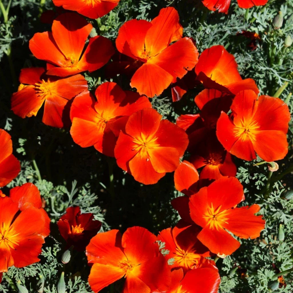 California Poppy Seeds - Red Chief Variety - Scarlet Flanders Poppies - Eschscholzia californica
