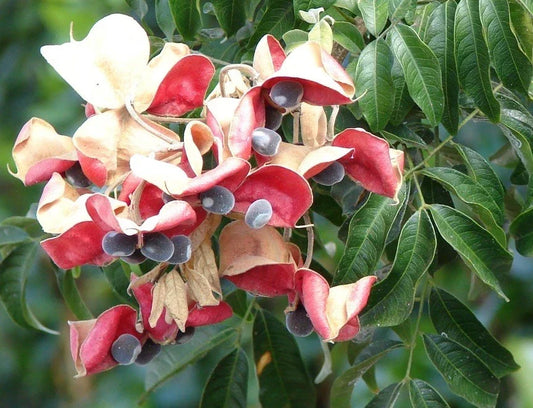 Mgambo Black Pearl Tree Seeds – 15 Velvet Beads for Jewelry Craft – Natural Craft Supplies – Diospyros spp.
