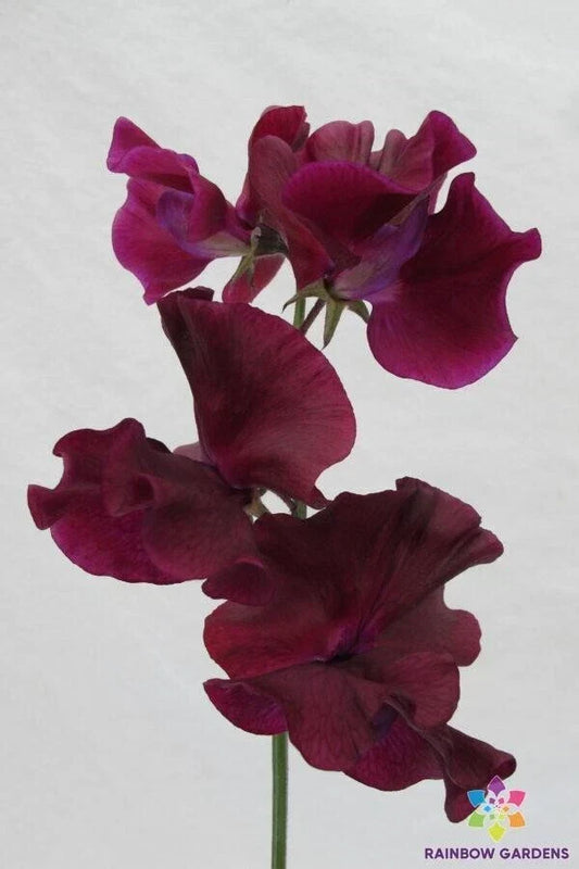 Maroon Sweet Pea Seeds – 50+ Lathyrus odoratus Climbing Vines for Garden Borders, Fences, and Bouquets