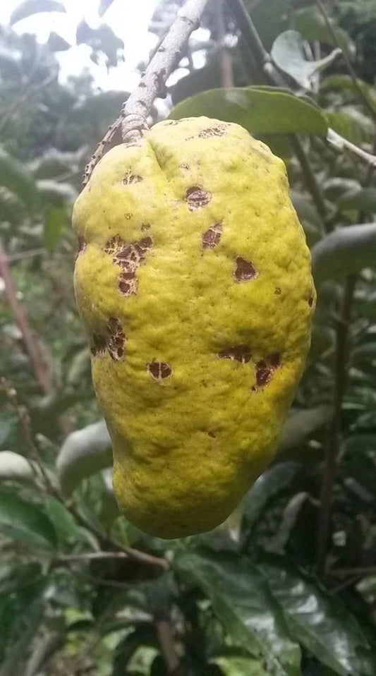 Olosapo Cutting 6in Unrooted Couperia polyandra Plant for Propagation and Collection