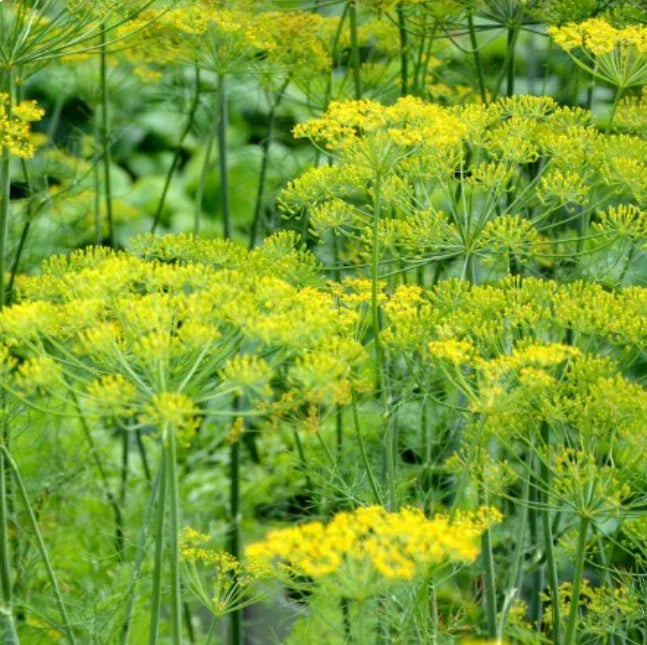 Dill Seeds - 500 Non-GMO Anethum graveolens Herb Seeds for Cooking, Pollinator Gardens, and Container Gardening