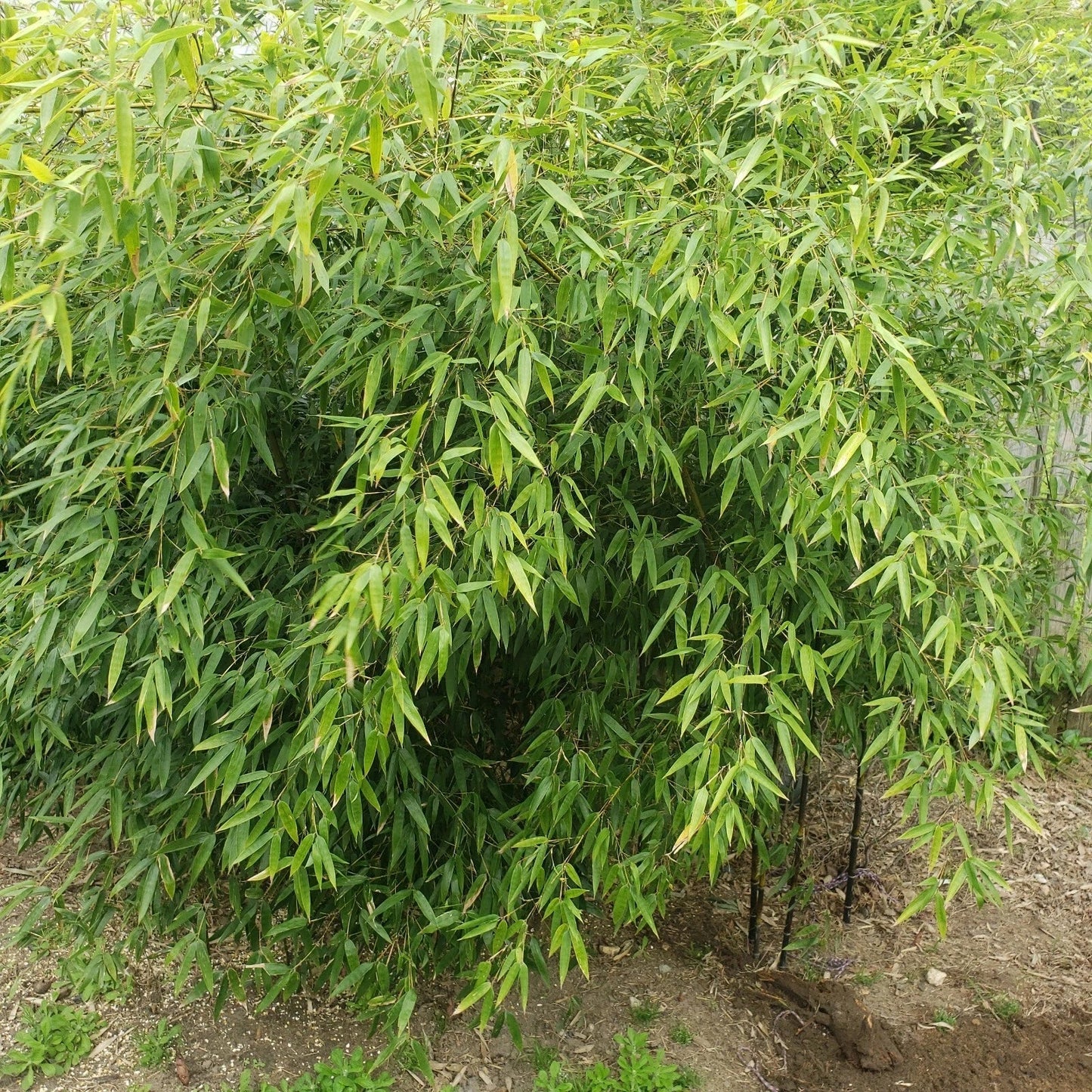 Black Bamboo Cutting Plant - Phyllostachys nigra - Privacy Fence, Decorative Screen, Drought-Resistant, Rooted Cuttings