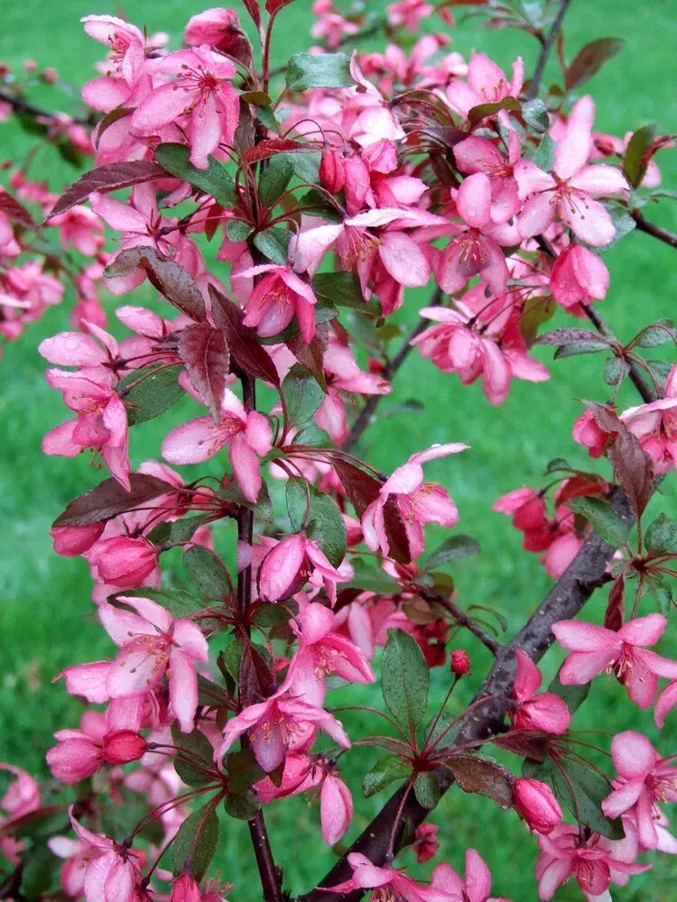 Royal Raindrops Crabapple Seeds - 25+ Pack, Malus 'Royal Raindrops', Ornamental Tree for Garden Planting, Vibrant Pink Flowers