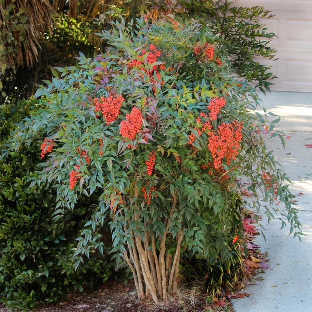 Evergreen Nandina Bush Shrub - Fully Rooted Heavenly Bamboo Nandina domestica for Garden, Landscape, Hedges