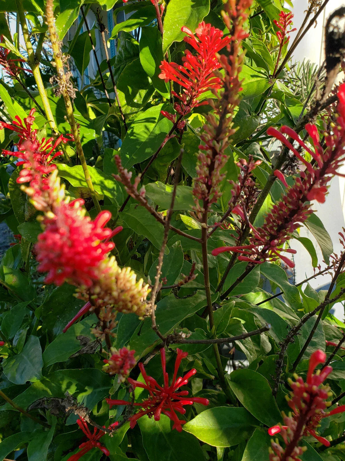 Red Odontonema Cuspidatum Firespike Cuttings – 4 Propagation Plant Cuttings for Garden, Landscaping, and Hummingbird Attraction