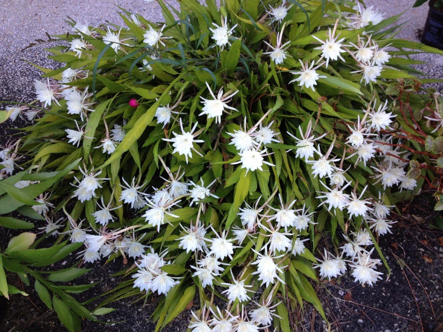 Cereus Night Blooming Cactus - Live Rooted Plant 7-8 Inches - Fragrant Flowering Succulent (Cereus spp.)