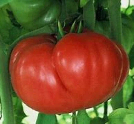 Crnkovic Yugoslavian Heirloom Tomato Seeds - 25 Pack, Non-GMO, Culinary, Easy to Grow, Solanum lycopersicum