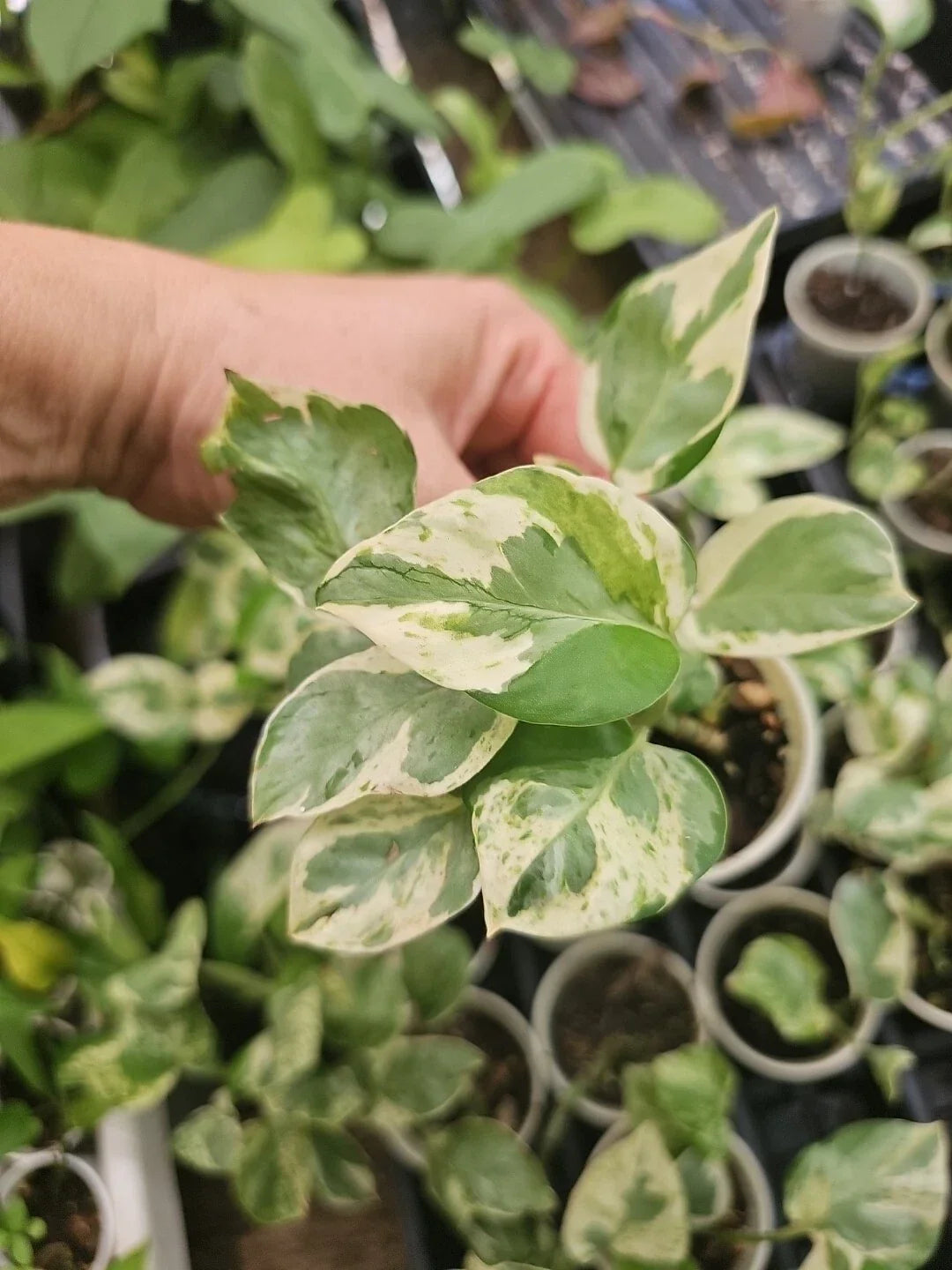 Rooted Live Pothos Plant - Pearl and Jade Variegated Epipremnum aureum Indoor Houseplant for Decor