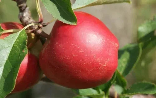 Rajka Apple Seeds 25+ Pack – Malus domestica 'Rajka' Organic Non-GMO Garden Planting