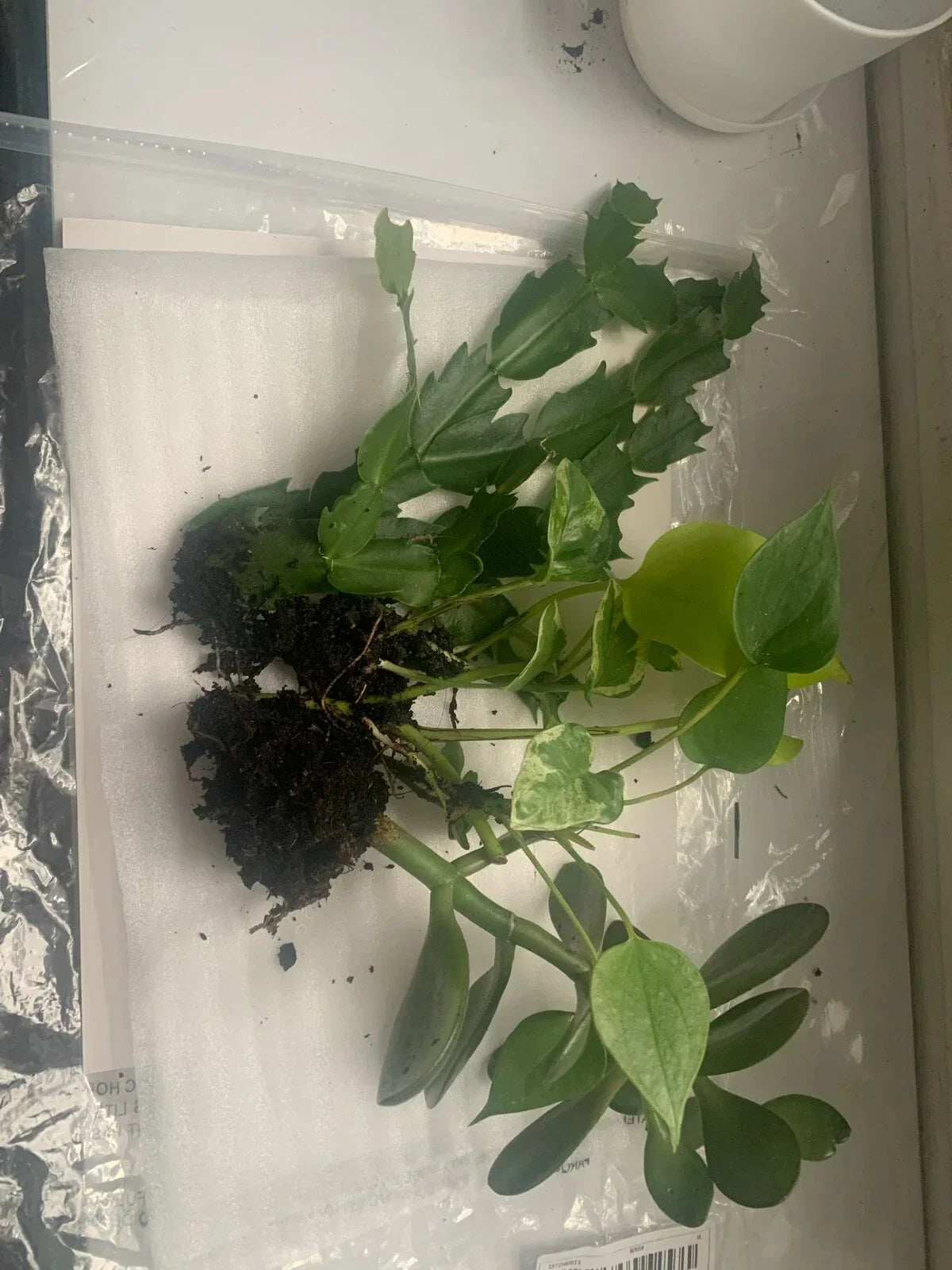 Rooted Indoor Plants Set – Jade, Cactus, Pothos – Houseplants for Home Décor & Air Purification