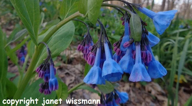 Virginia Bluebell Seeds 100 Count - Native Spring Wildflower - Mertensia virginica - Woodland Garden, Shade, Pollinator Attracting