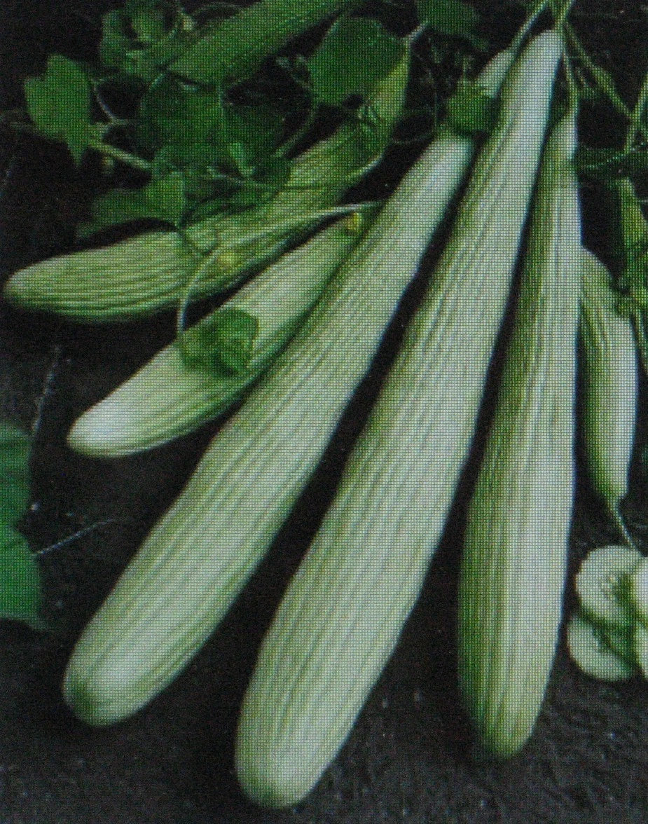 American Yard Long Cucumber Seeds | 25 Non-GMO Cucumis sativus for Home Gardens, Fresh Eating & Pickling