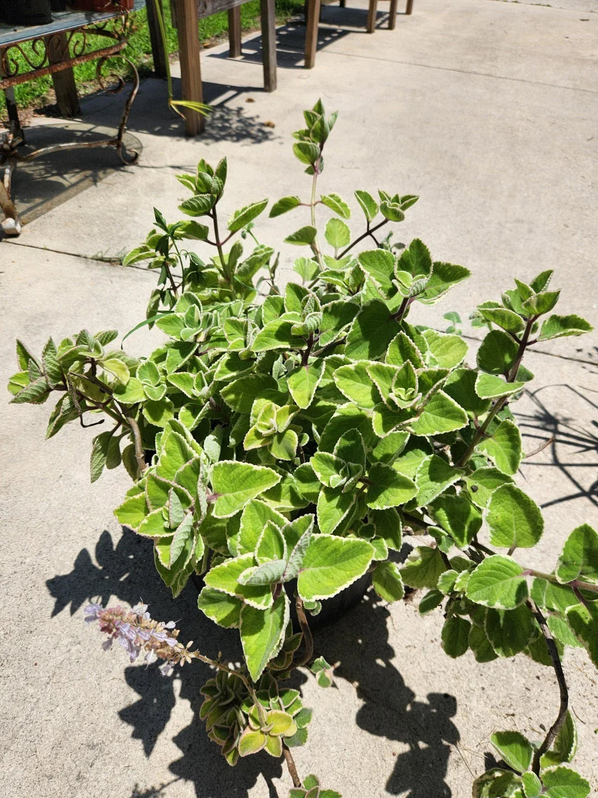 Variegated Cuban Oregano Cutting - Fresh Unrooted Herb - Plectranthus amboinicus - Aromatic, Variegated Herb for Gardening and Cooking