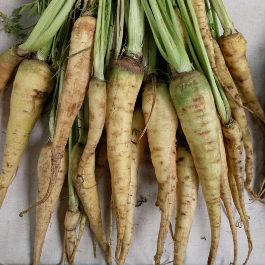 Lunar White Carrot Seeds Pack of 1000+ – Non-GMO Daucus carota Heirloom Vegetable for Garden Planting