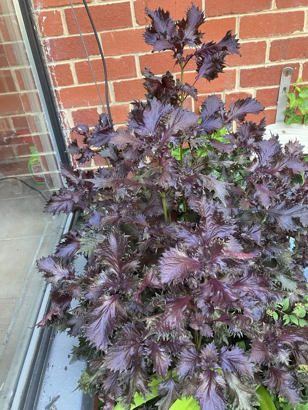 Rooted Shiso Perilla Plants 8 Pack | Green Culinary Herb | Perilla frutescens | Easy to Grow