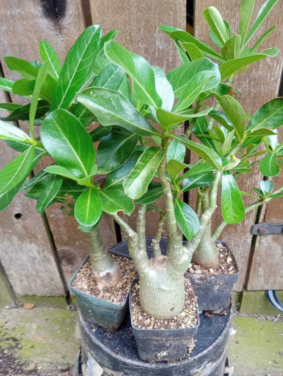 Adenium Desert Rose Potted Plant 4-Inch Mixed Colors, Fully Rooted Adenium obesum, Indoor/Outdoor Drought-Tolerant Shrub
