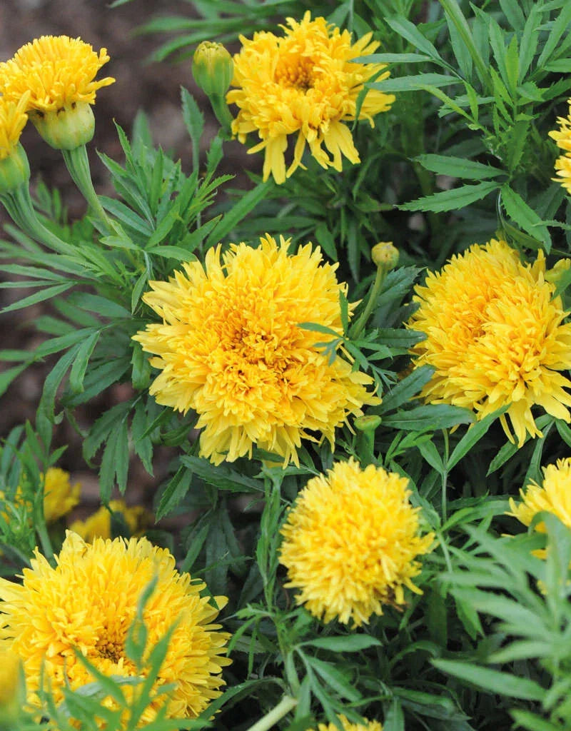 25+ Phyllis Marigold Seeds - Tagetes patula, Bright Orange & Yellow, Annual Garden Flowers for Beds & Containers