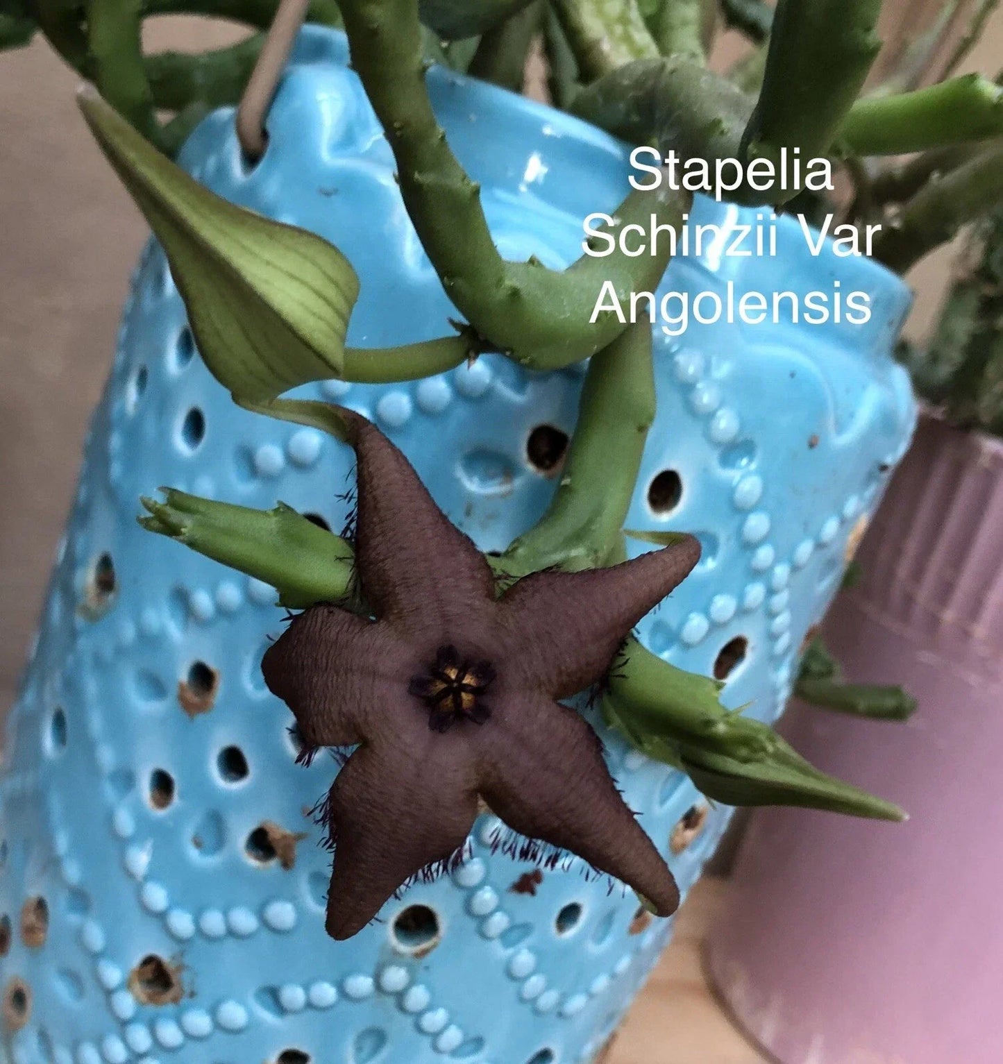 Rooted Stapelia Schinzii Succulent Plant | Starfish Flower | Orbea Huernia Cactus | Low-Growing, Drought-Tolerant, Easy Care